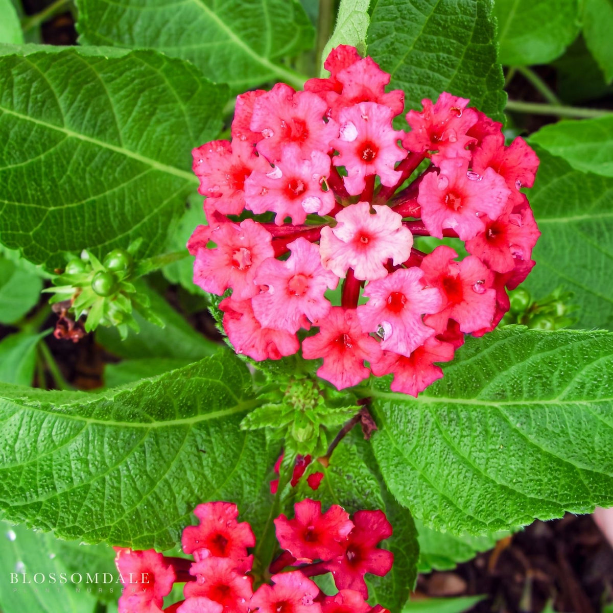 Lantana 'Florida Fuchsia'