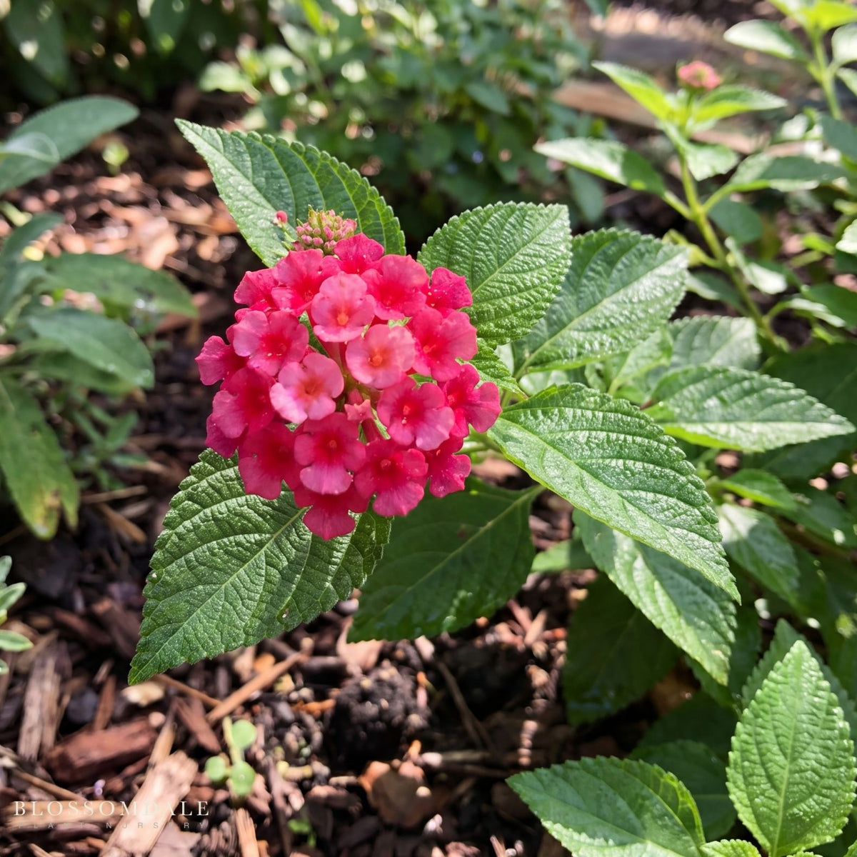 Lantana 'Florida Fuchsia'
