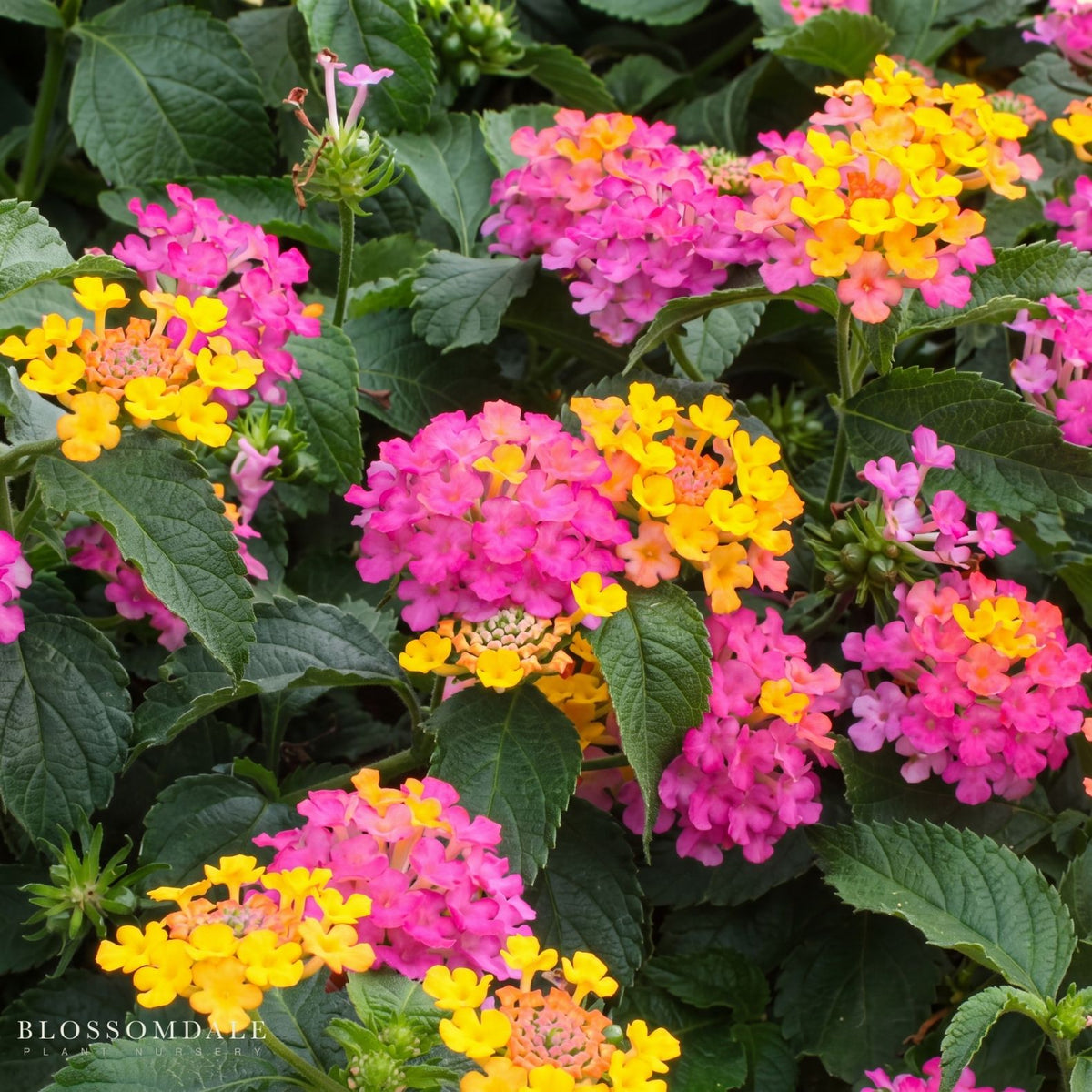 Lantana 'Lil Miss'