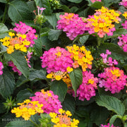 Lantana 'Lil Miss'
