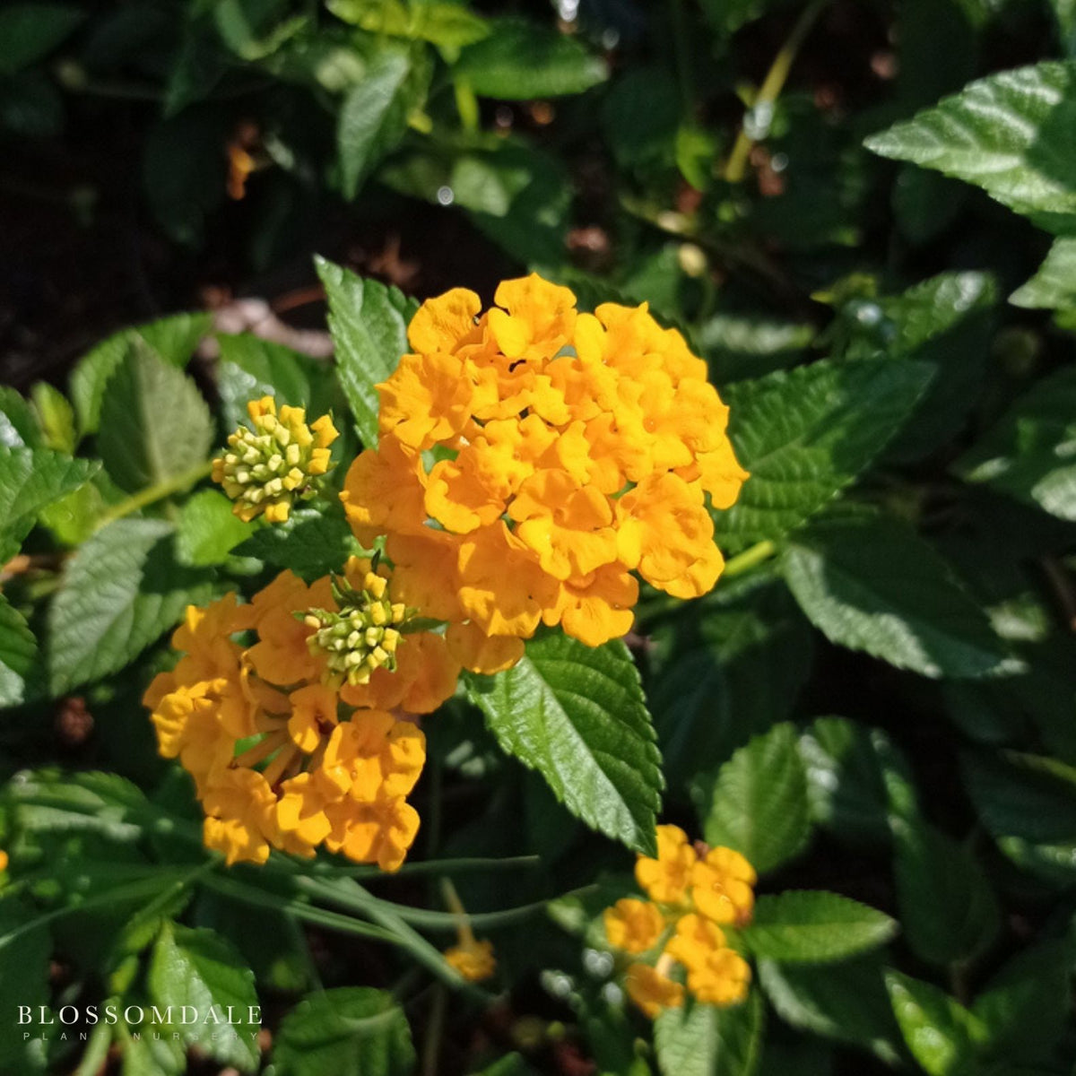 Lantana 'New Gold'