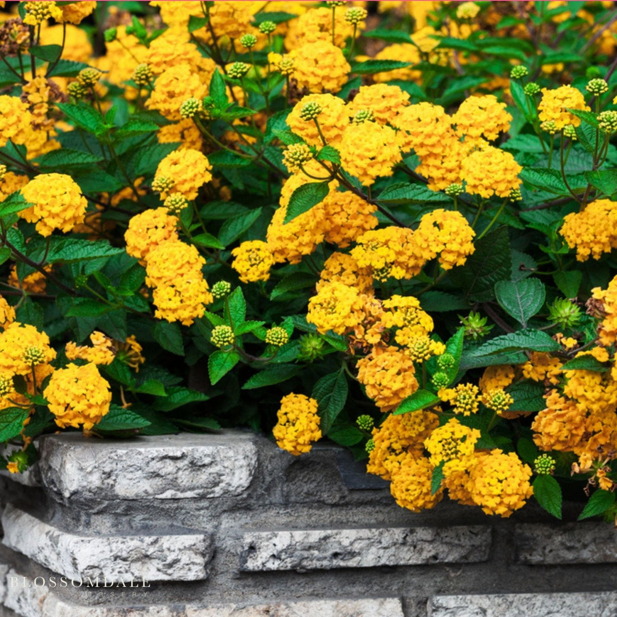 Lantana 'New Gold'