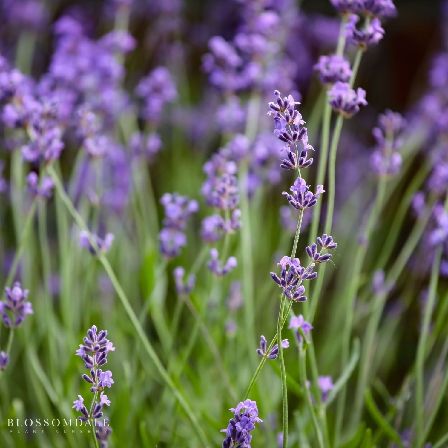 English Lavender 'Hidcote Blue'
