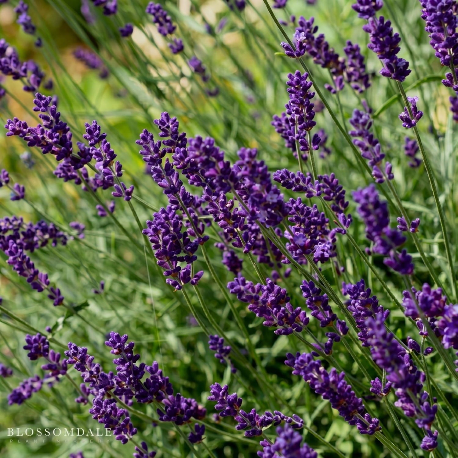 English Lavender 'Hidcote Blue'
