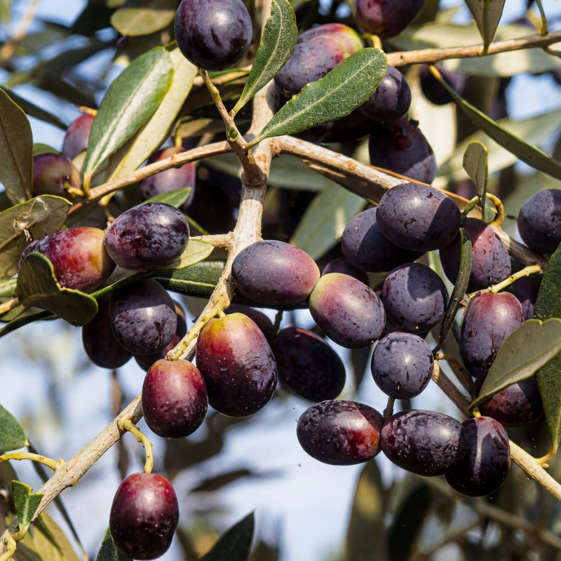 Leccino Olive