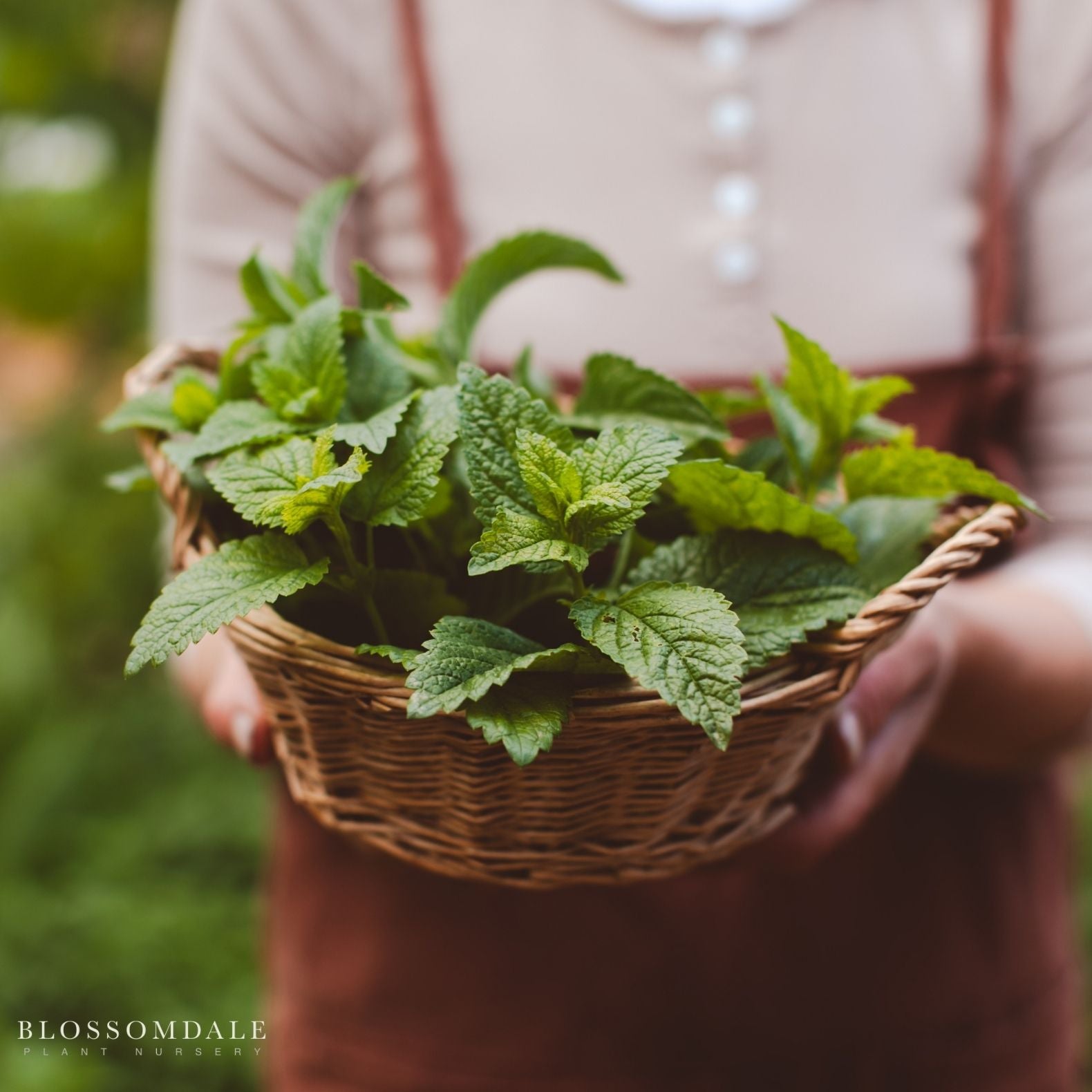 Lemon Balm