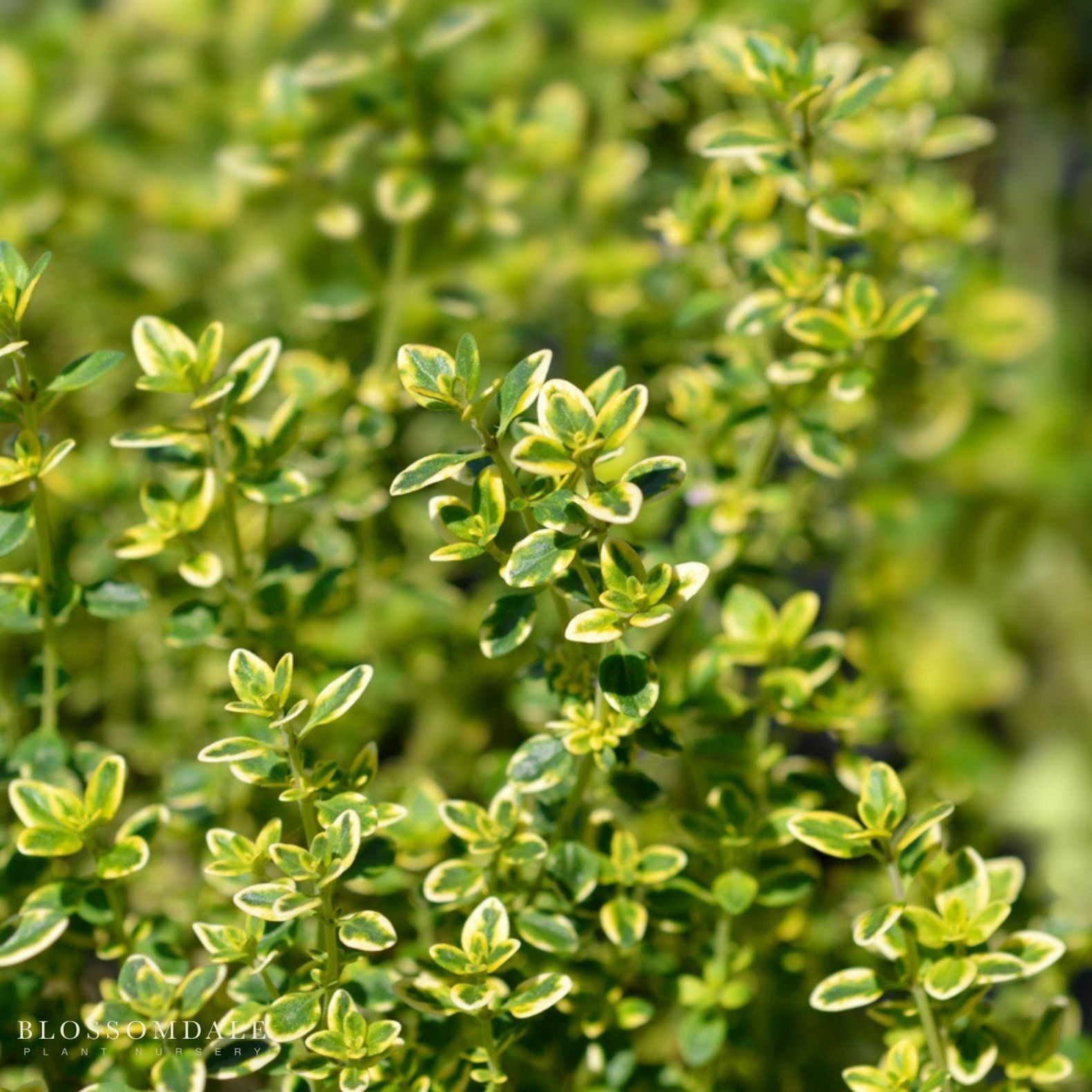 Lemon Thyme