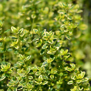 Lemon Thyme