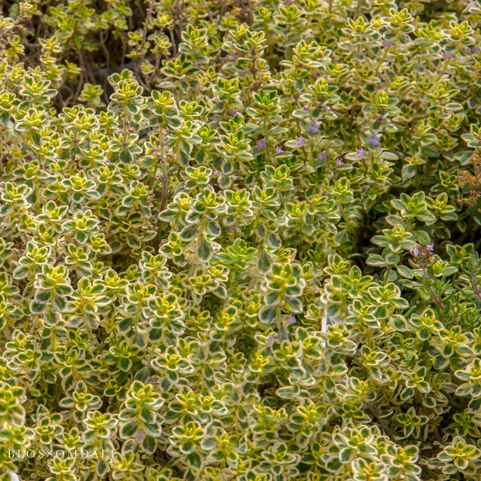 Lemon Thyme