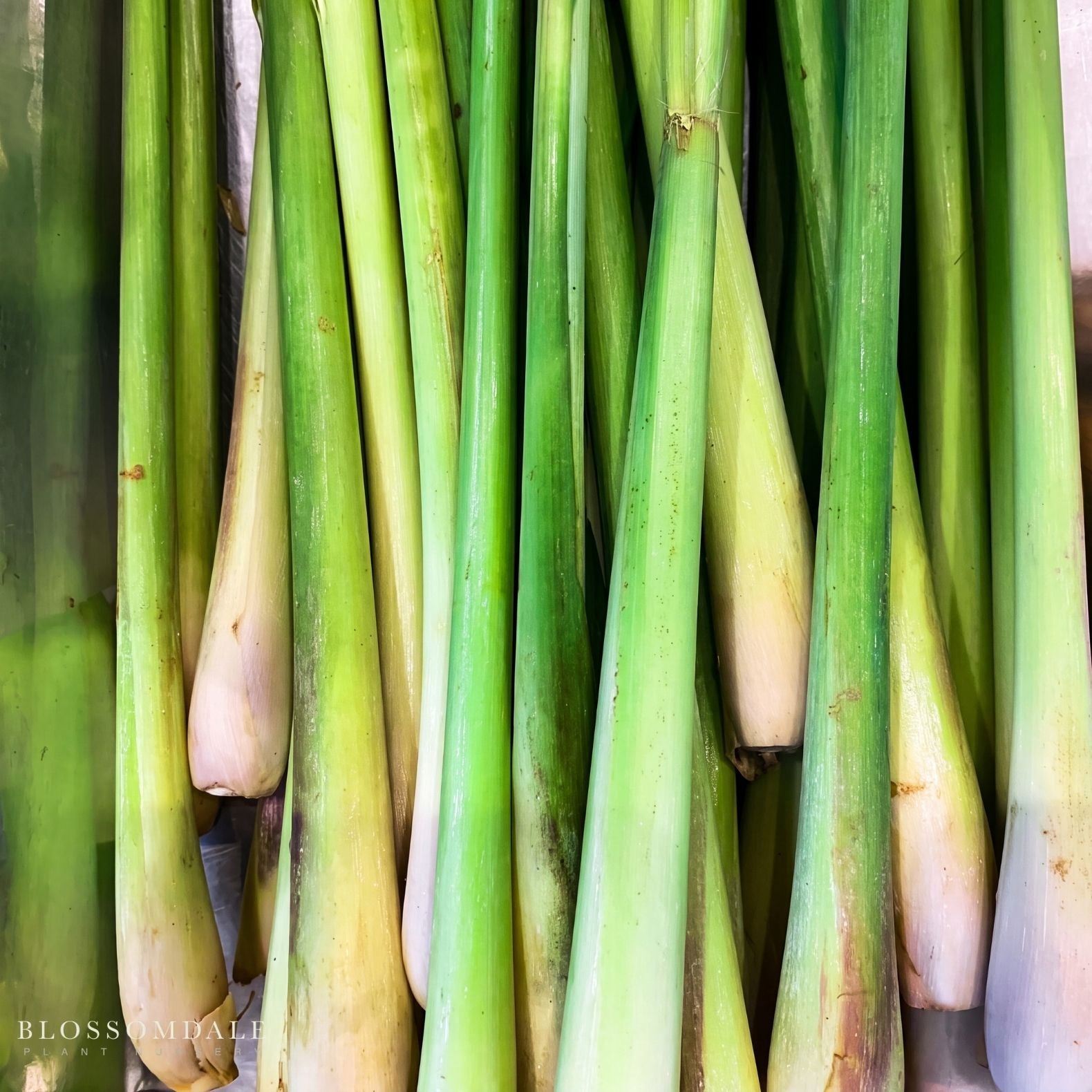 Lemongrass