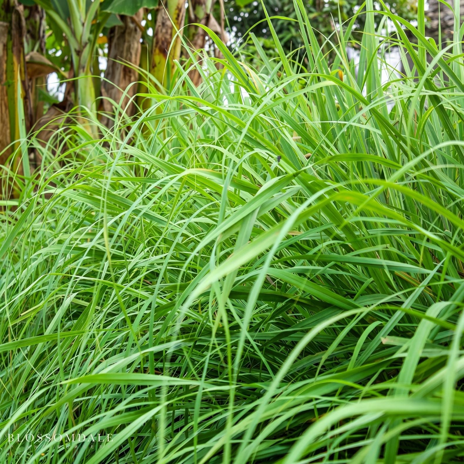 Lemongrass