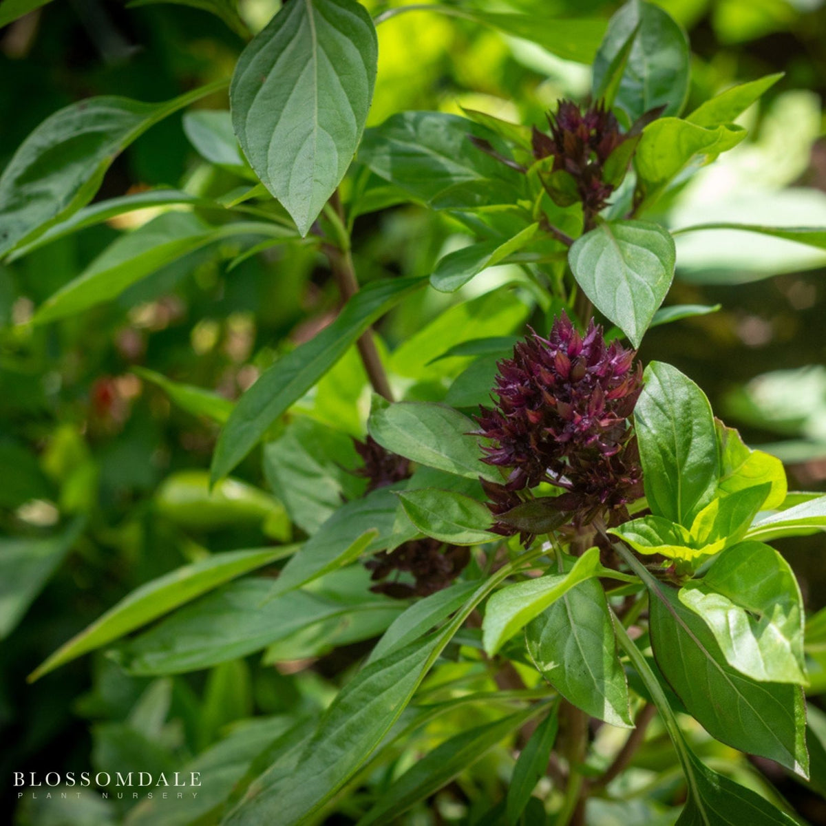 Licorice Basil Seeds - licorice basil