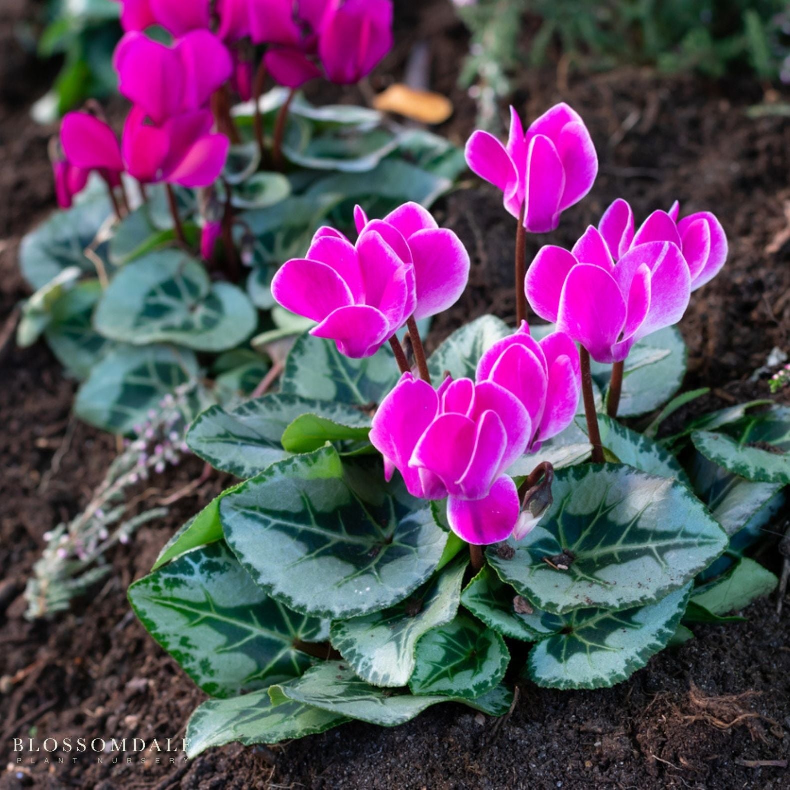 Cyclamen