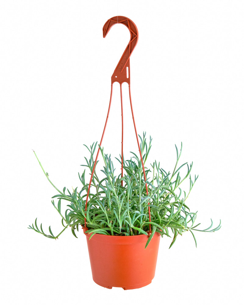 Senecio Radicans 'String of Fishhooks'