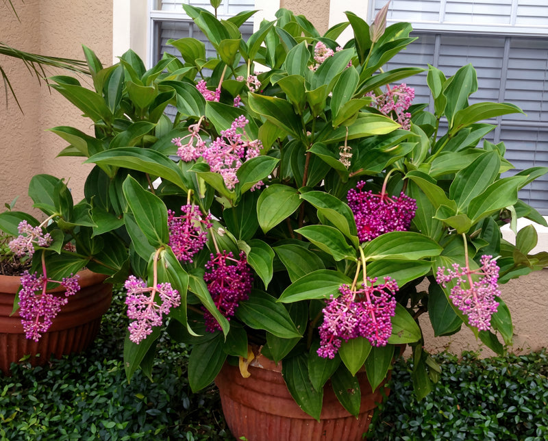 Medinilla Myriantha 'Malaysian Orchid'