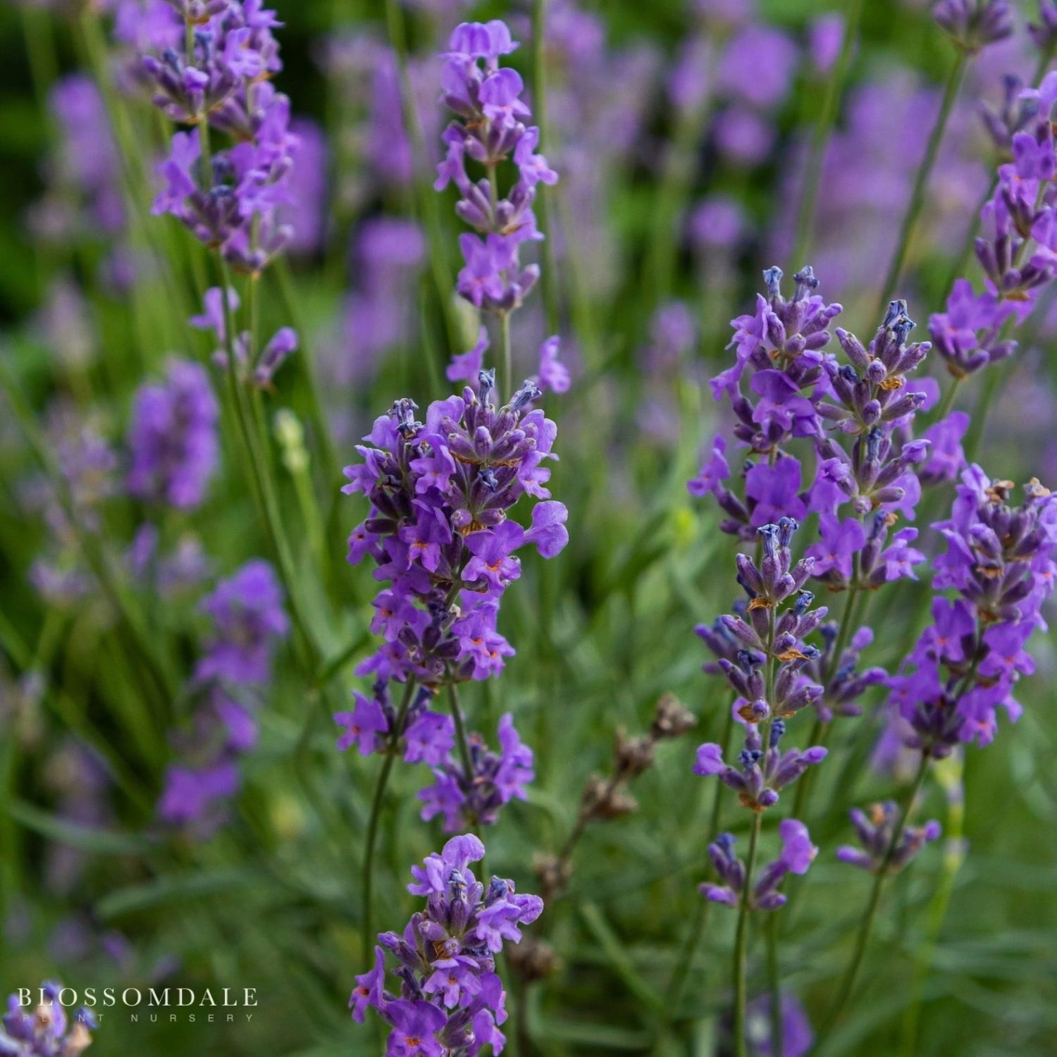 English Lavender 'Hidcote Blue'
