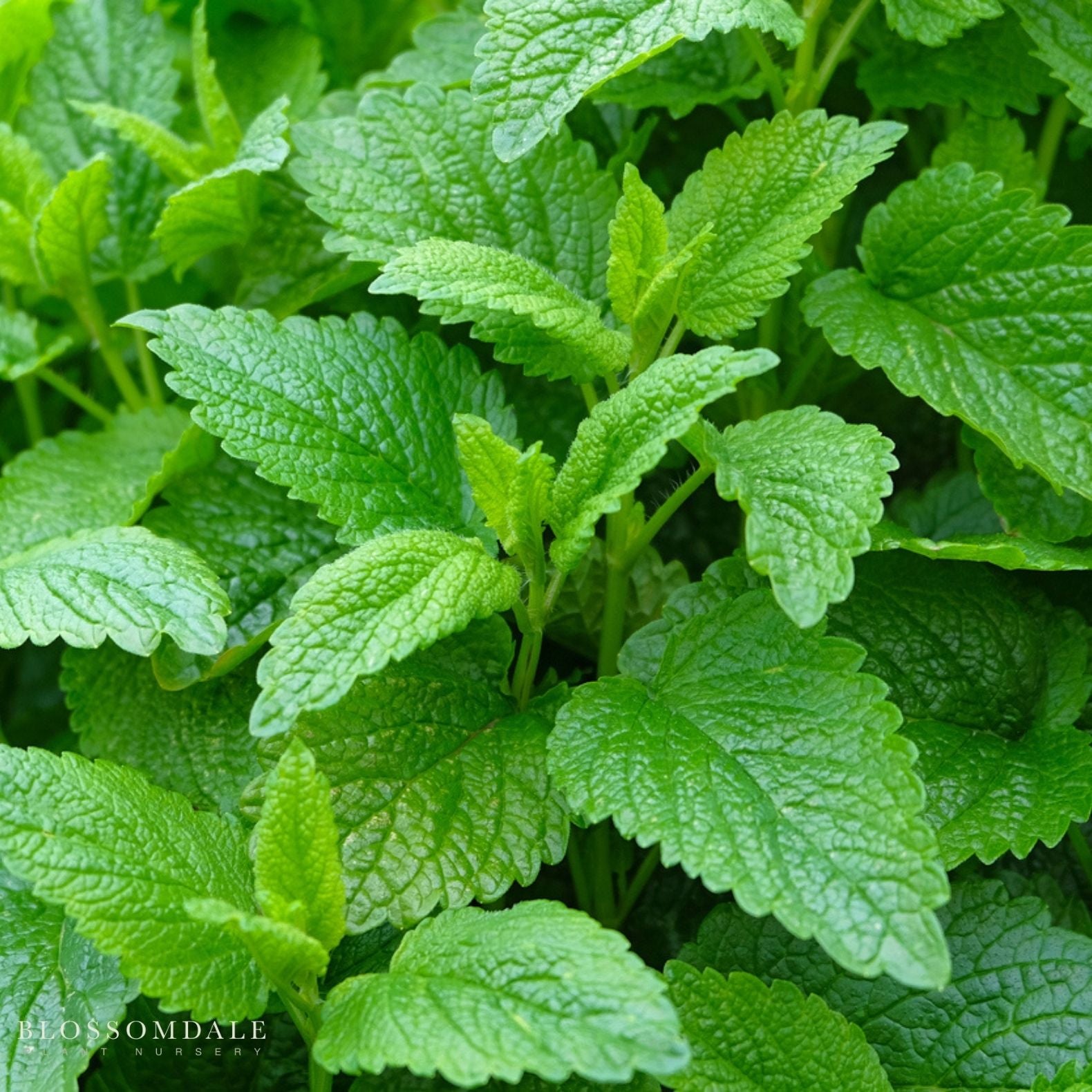 Melissa Lemon Balm Seeds