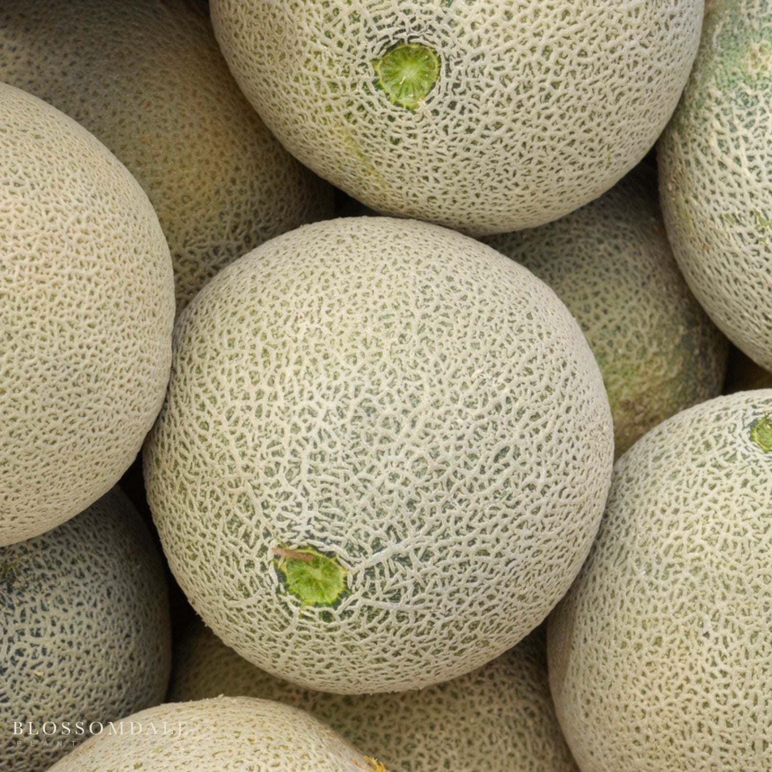 Gold Crown Melon Seeds