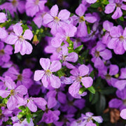 Mexican Heather 'Floriglory Corazon'