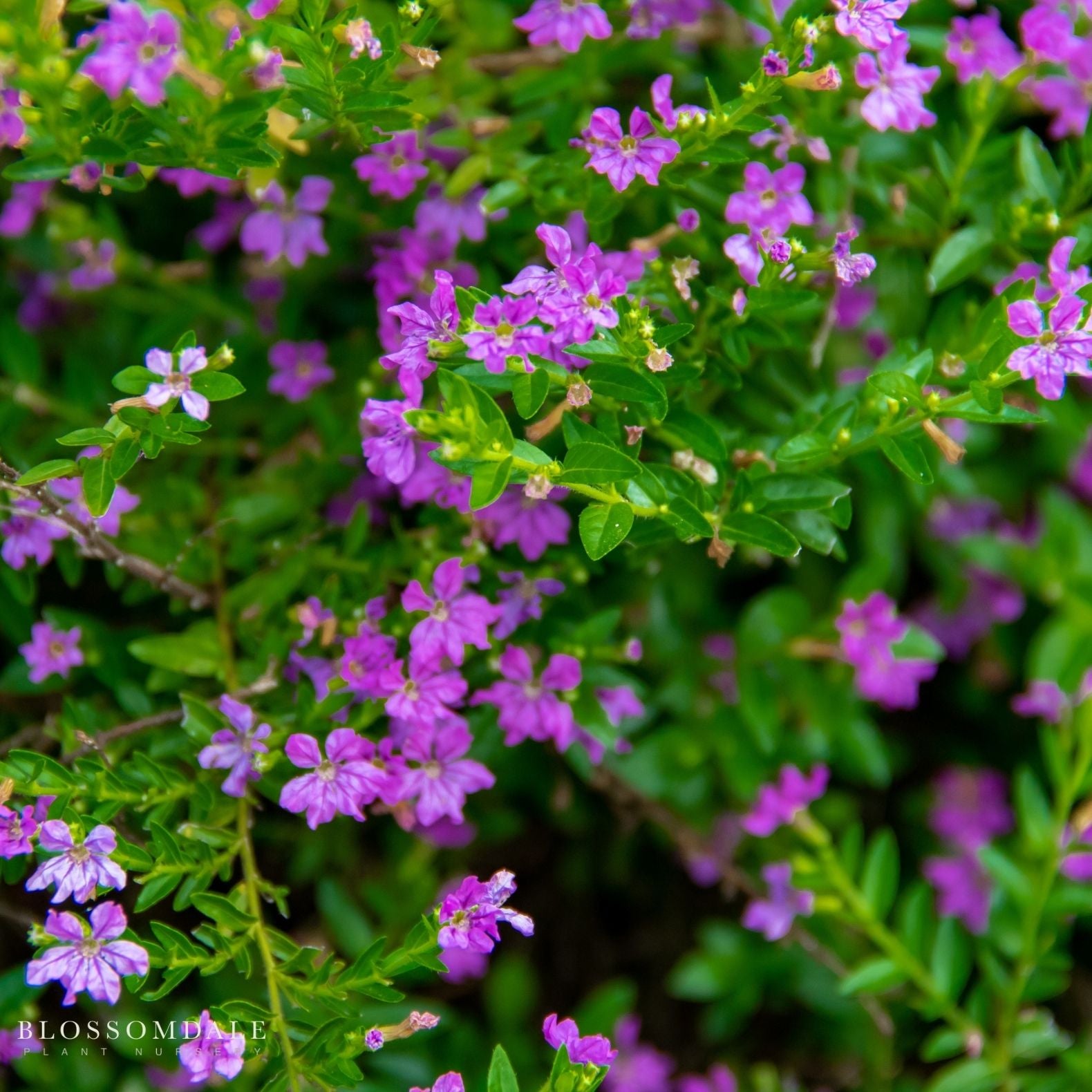 Mexican Heather 'Floriglory Corazon'