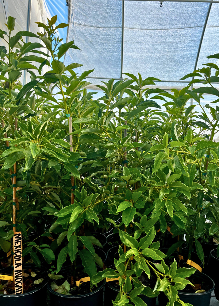 Avocado 'Mexicola' (Persea americana)
