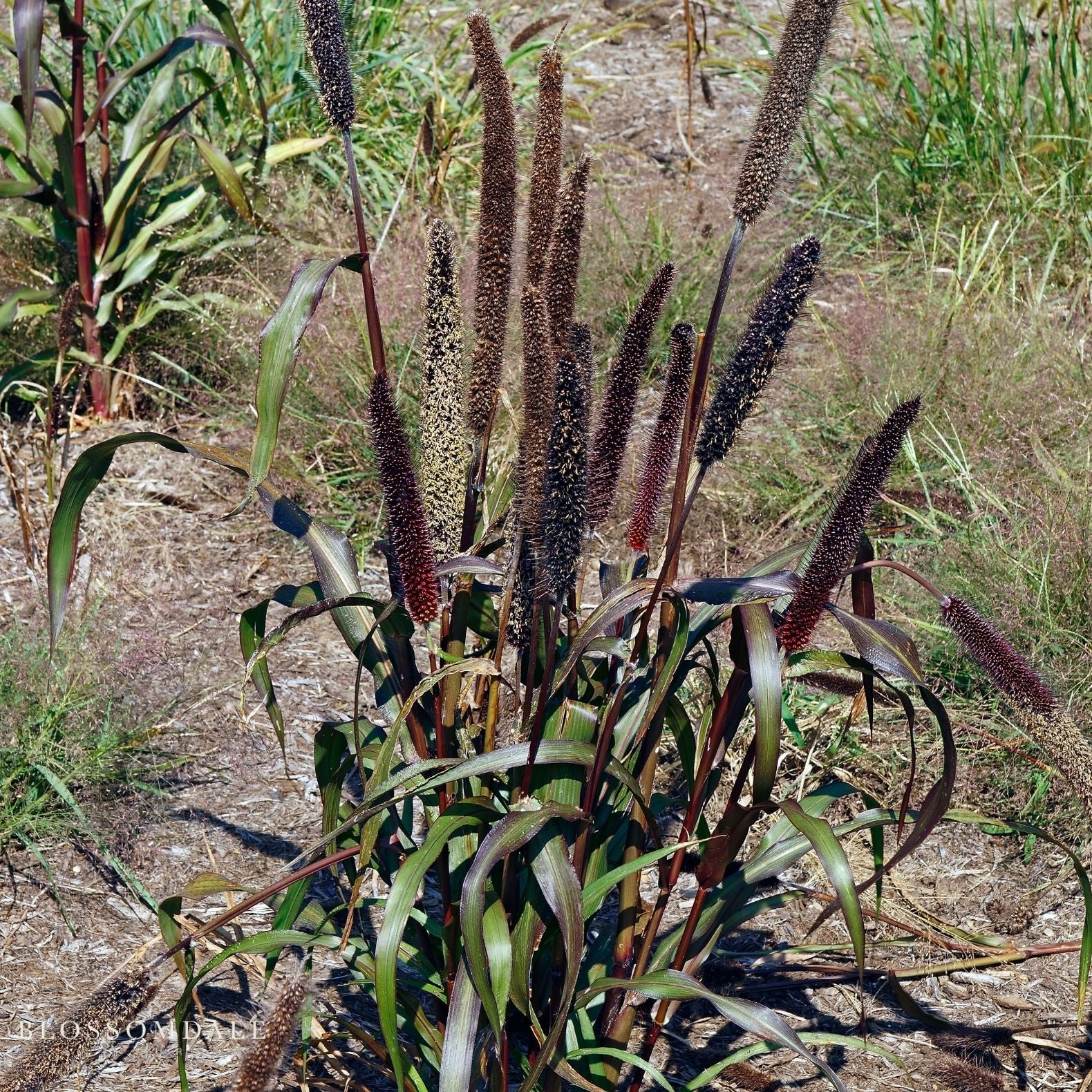 Jester Ornamental Millet