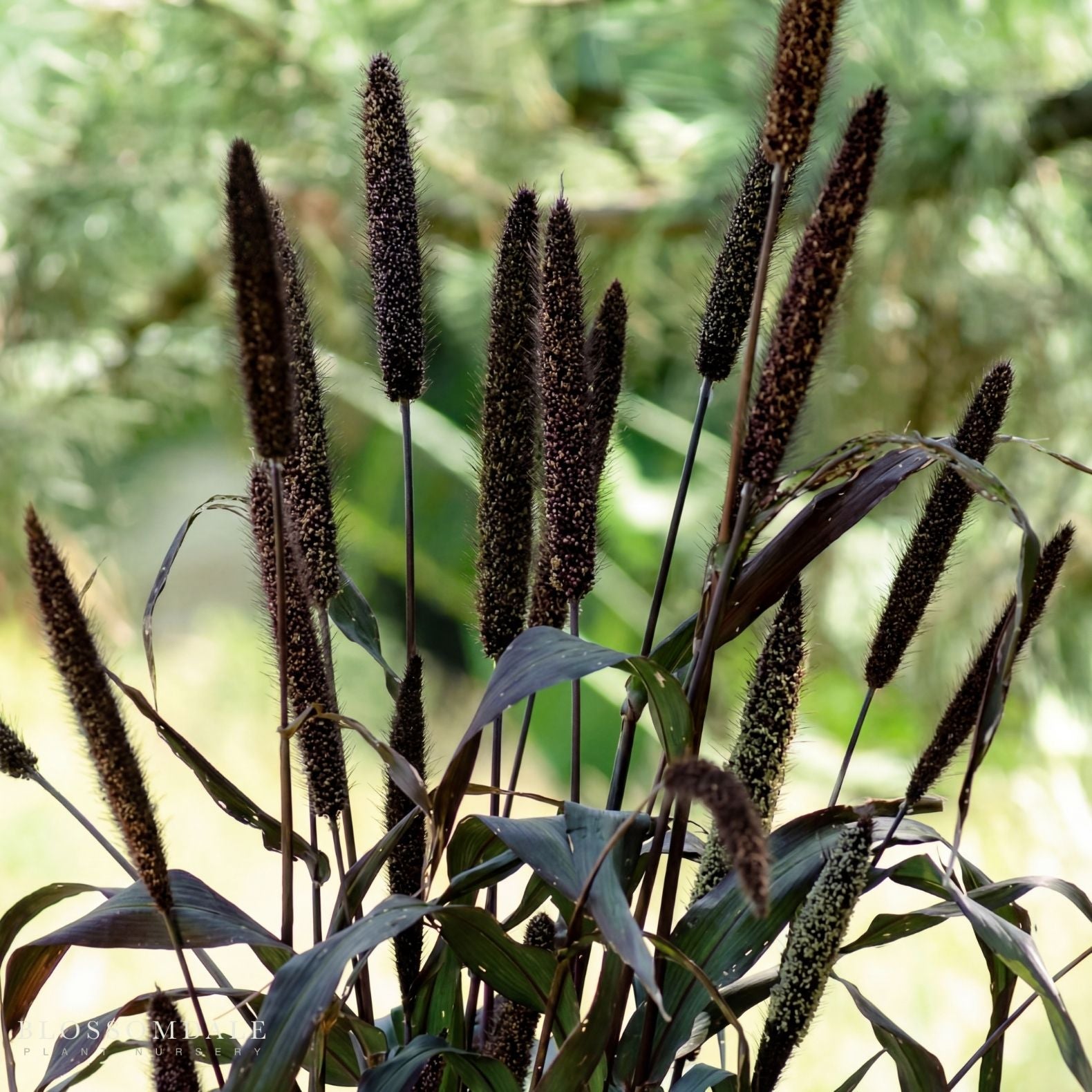 Jester Ornamental Millet