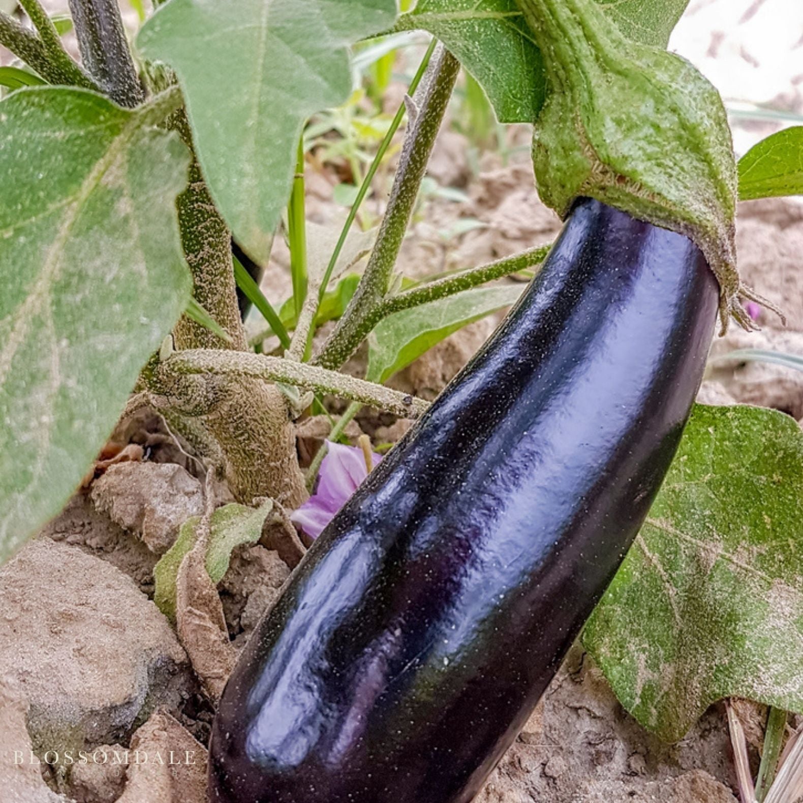 Millionaire Eggplant Seeds