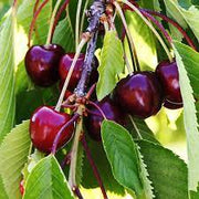  Mixed Cherry Tree with clusters of deep red cherries from Black Tartarian, Bing, Lapins, and Van varieties hanging among green leaves.