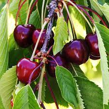  Mixed Cherry Tree with clusters of deep red cherries from Black Tartarian, Bing, Lapins, and Van varieties hanging among green leaves.