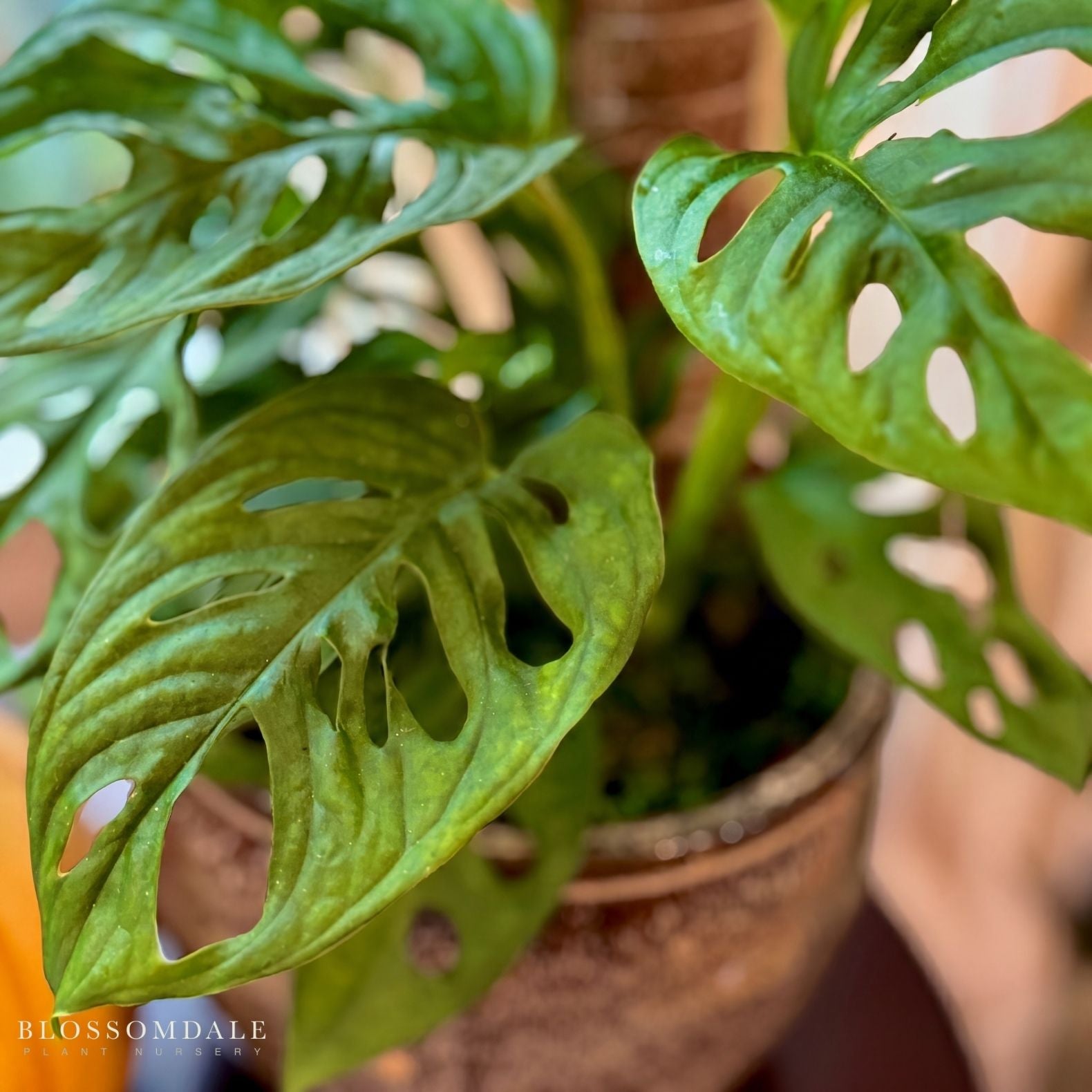Monstera Esqueleto