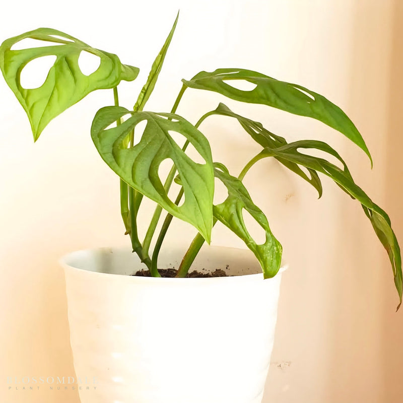 Monstera adansonii