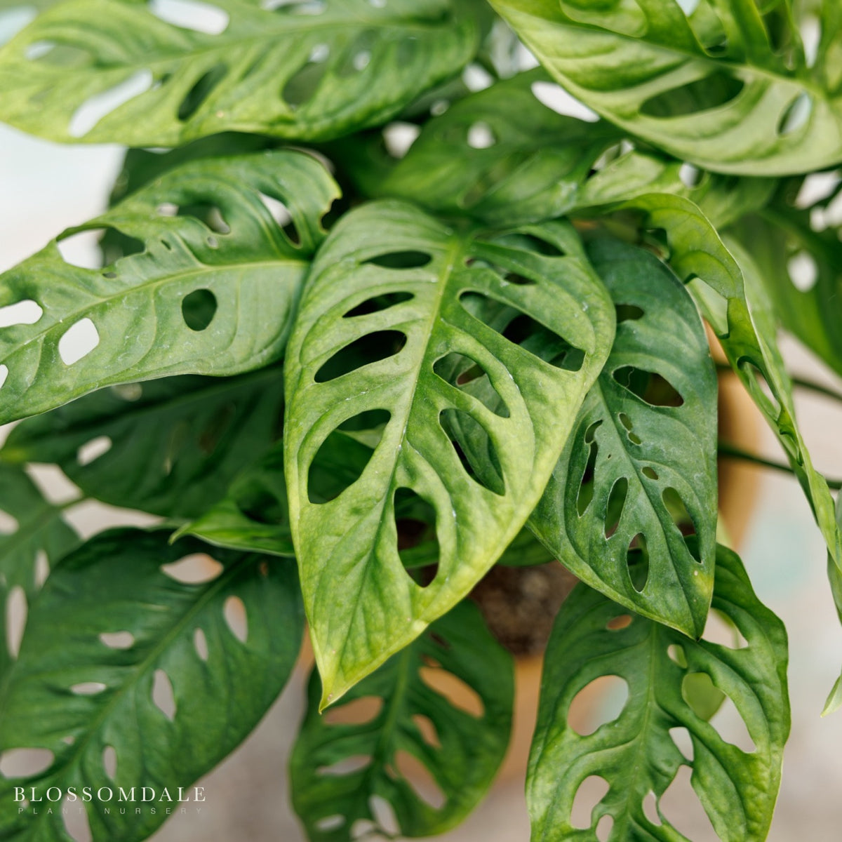 Monstera adansonii
