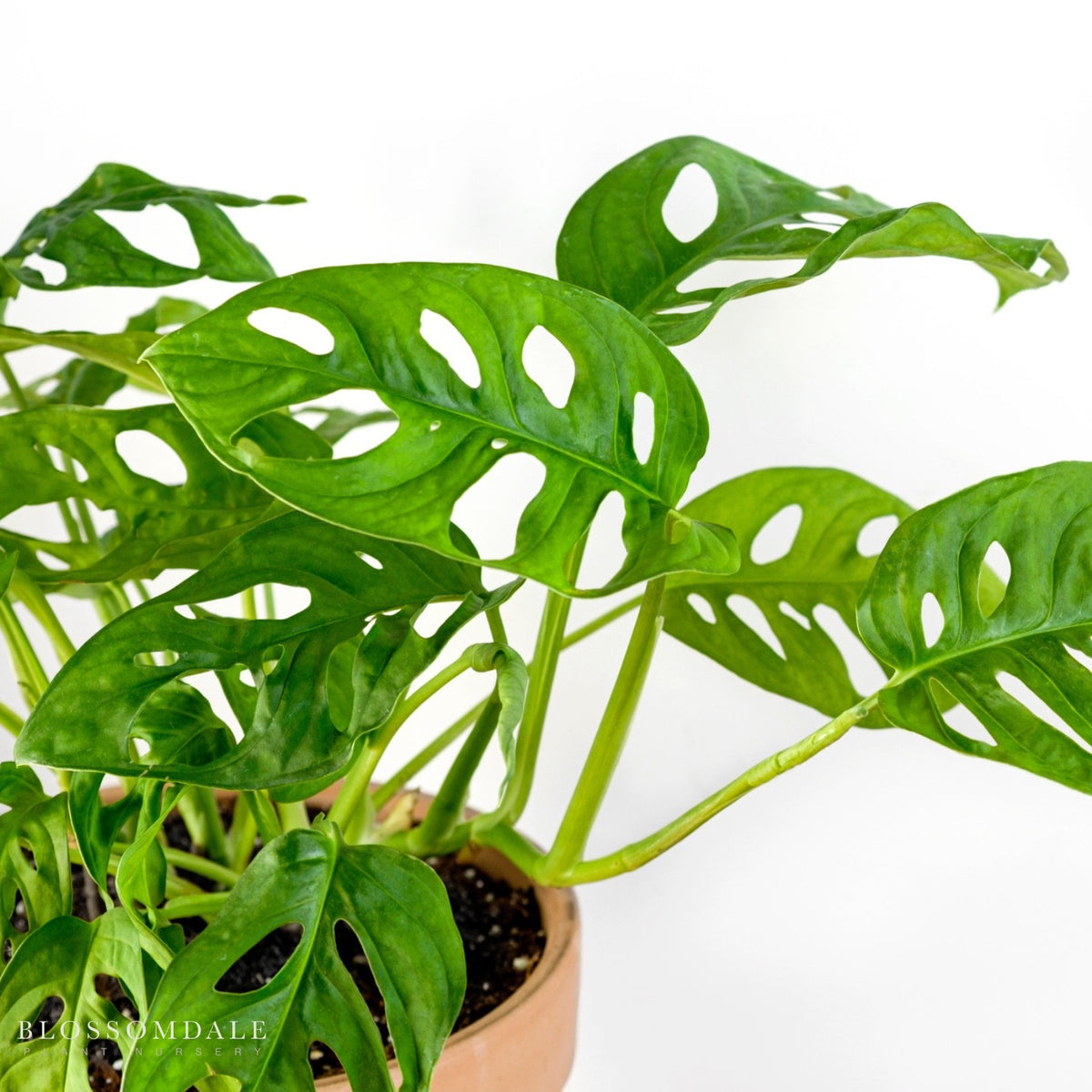 Monstera adansonii