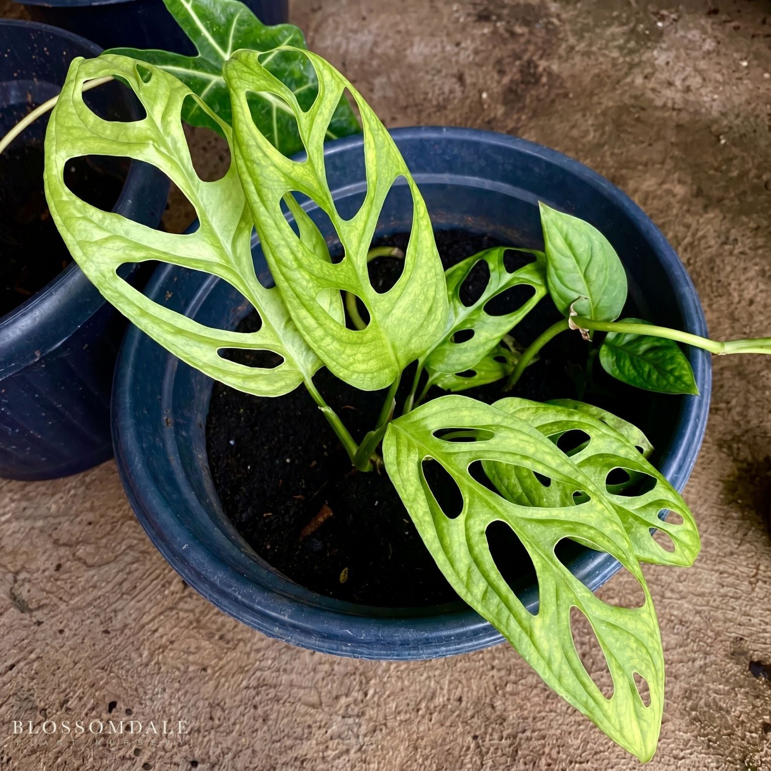 Monstera Esqueleto