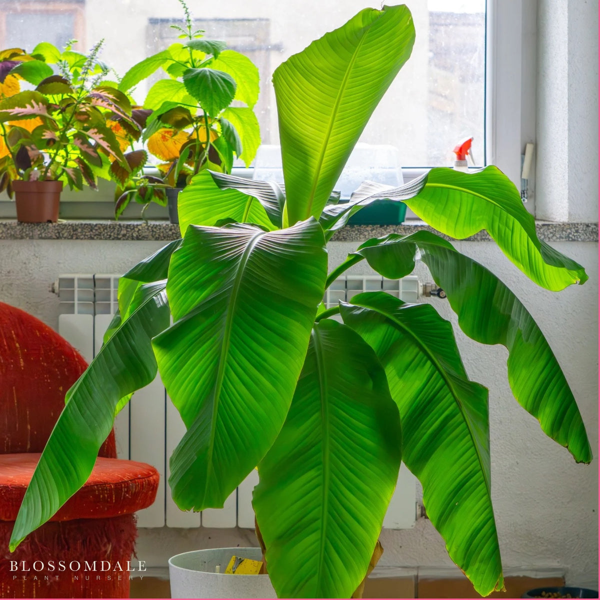 Musa 'Basjoo' Banana