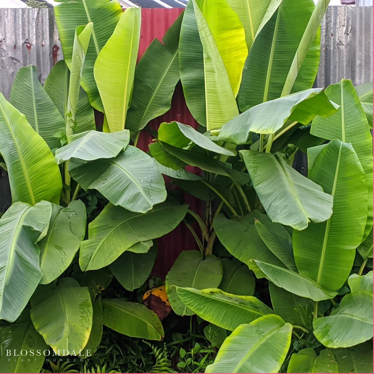 Musa 'Basjoo' Banana