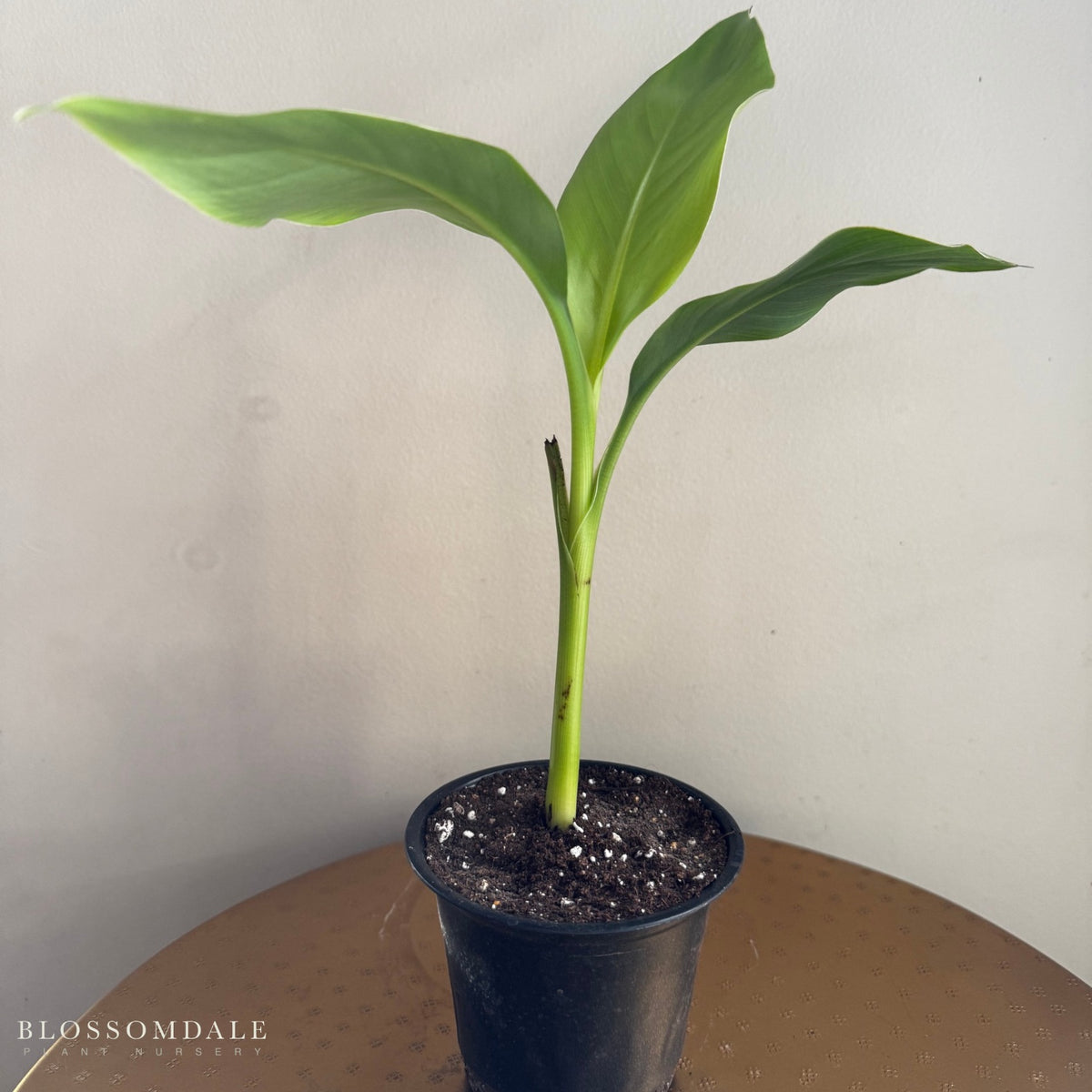 Musa 'Basjoo' Banana