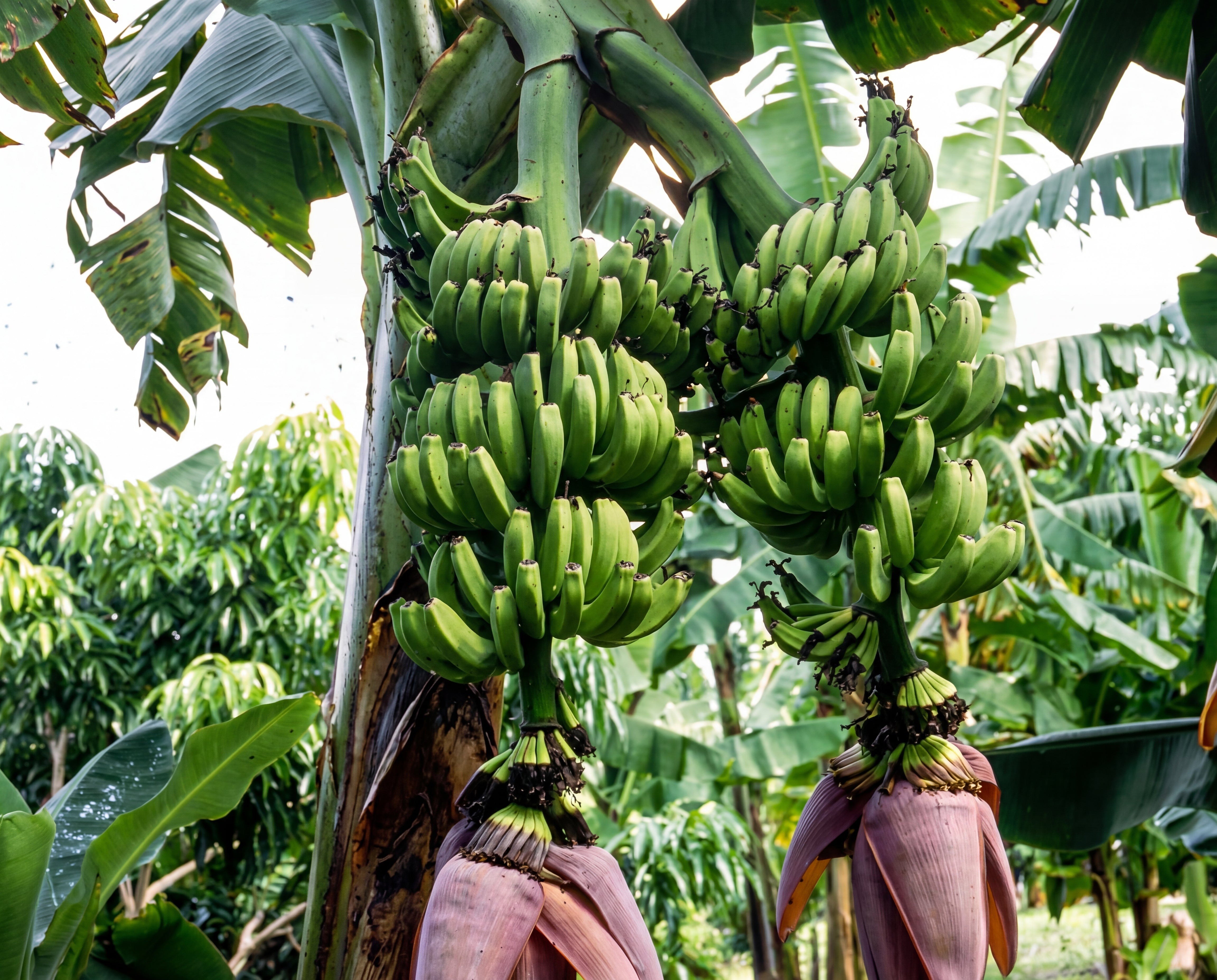 Double Mahoi Banana