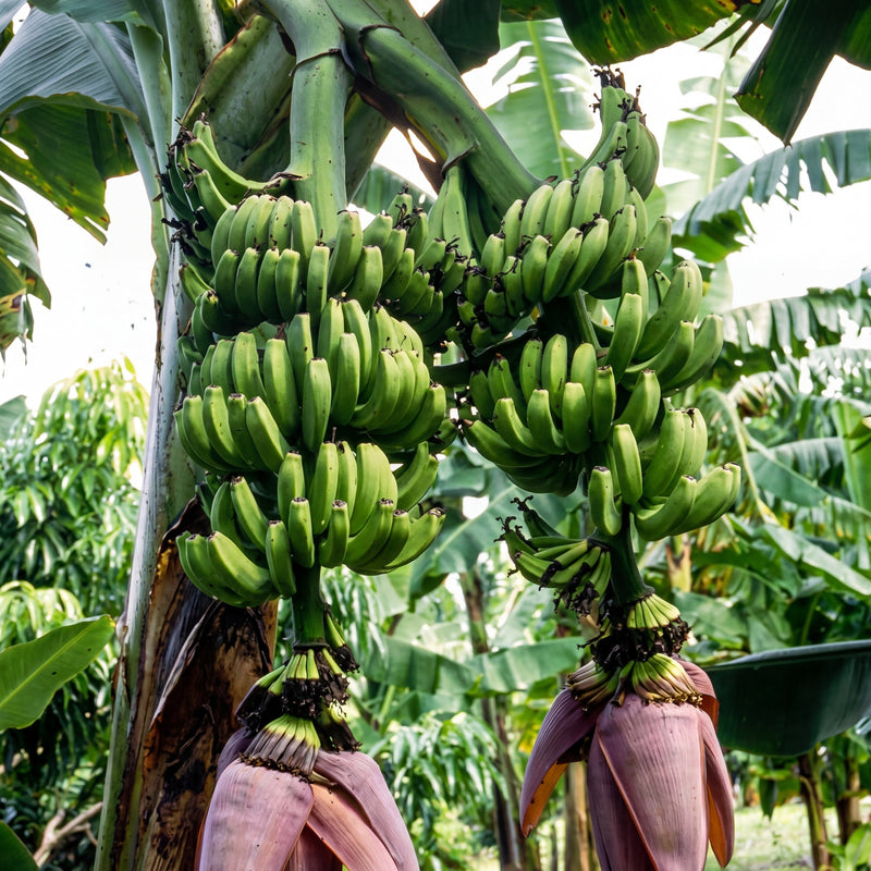 Double Mahoi Banana