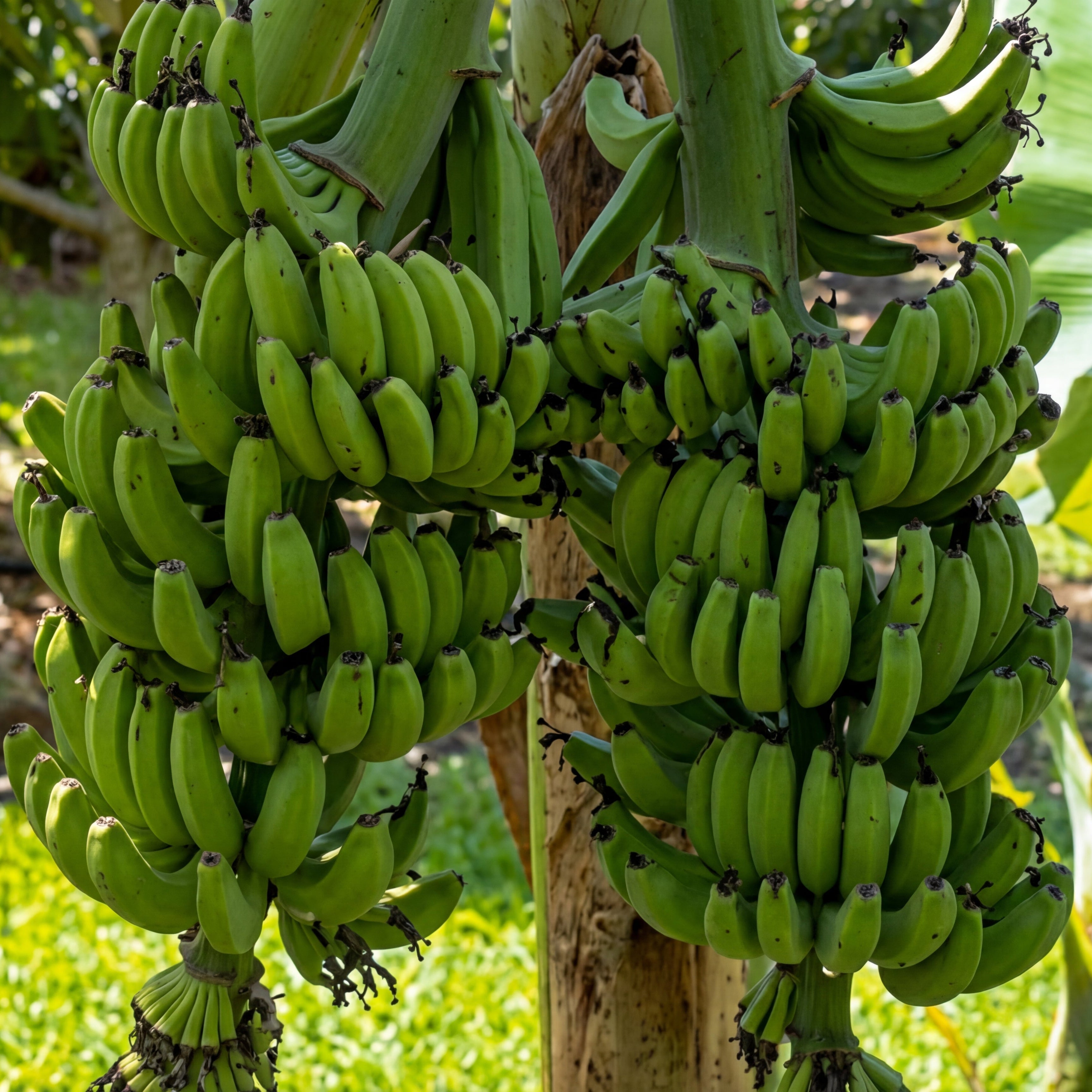 Double Mahoi Banana