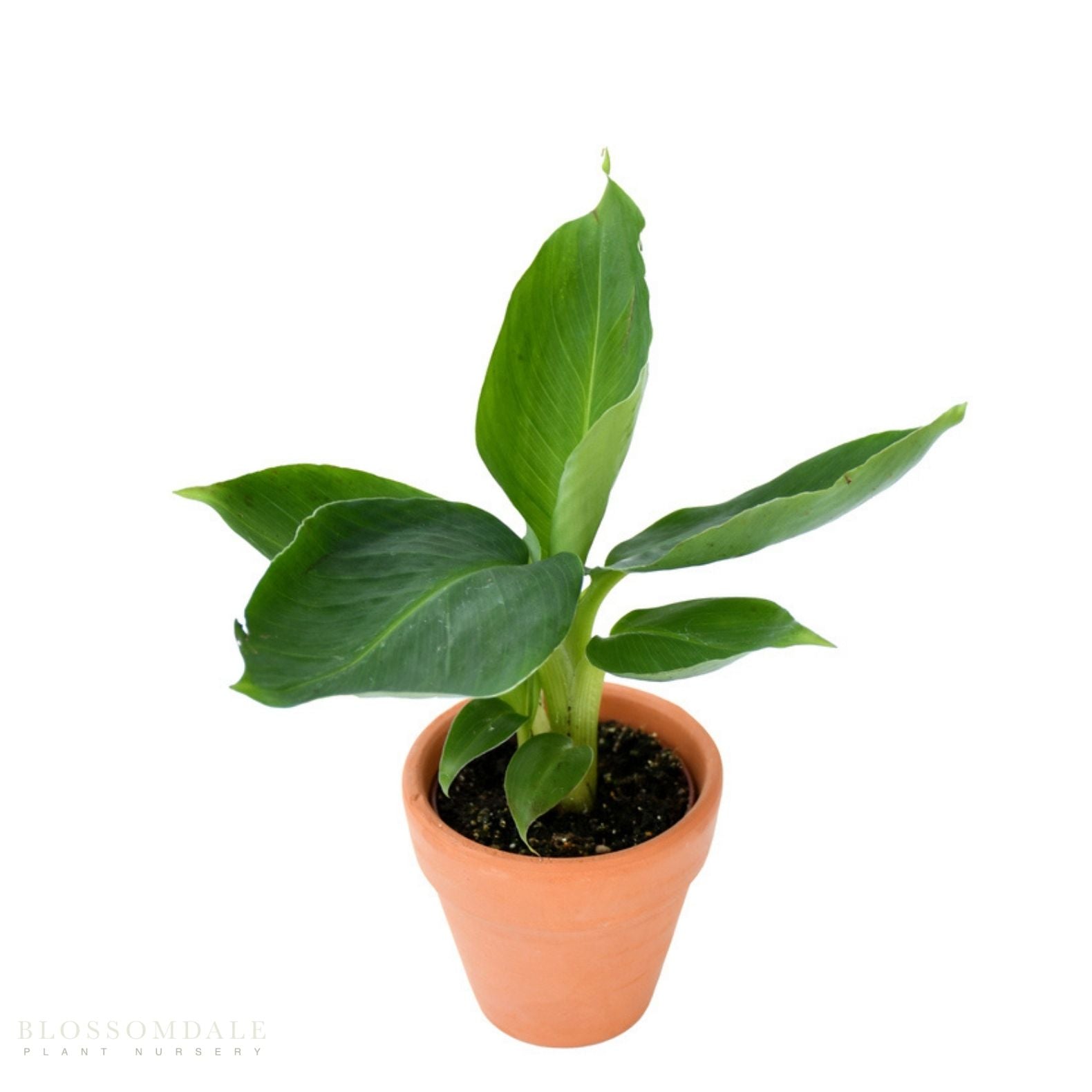 Musa Truly Tiny Banana