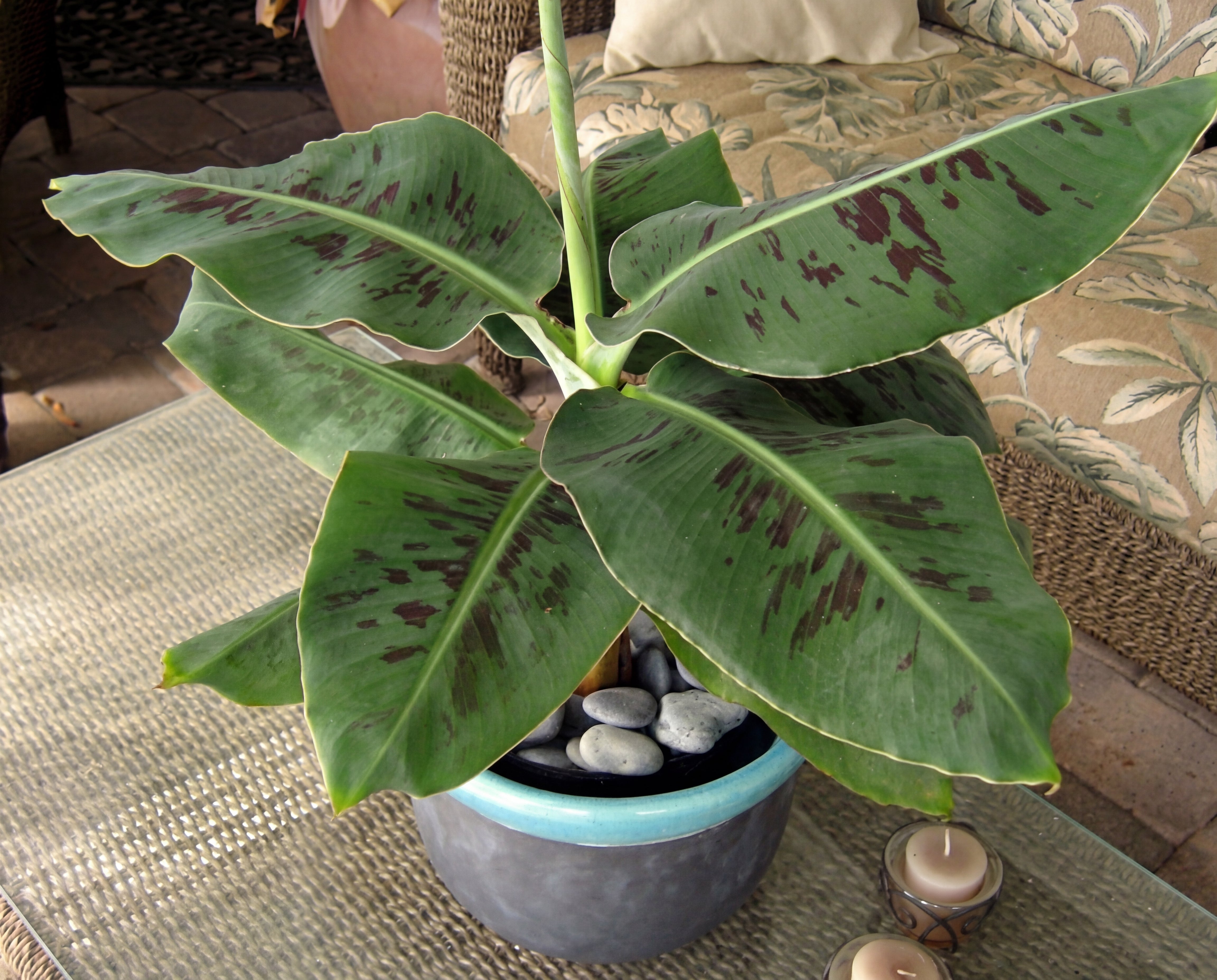 Musa Truly Tiny Banana