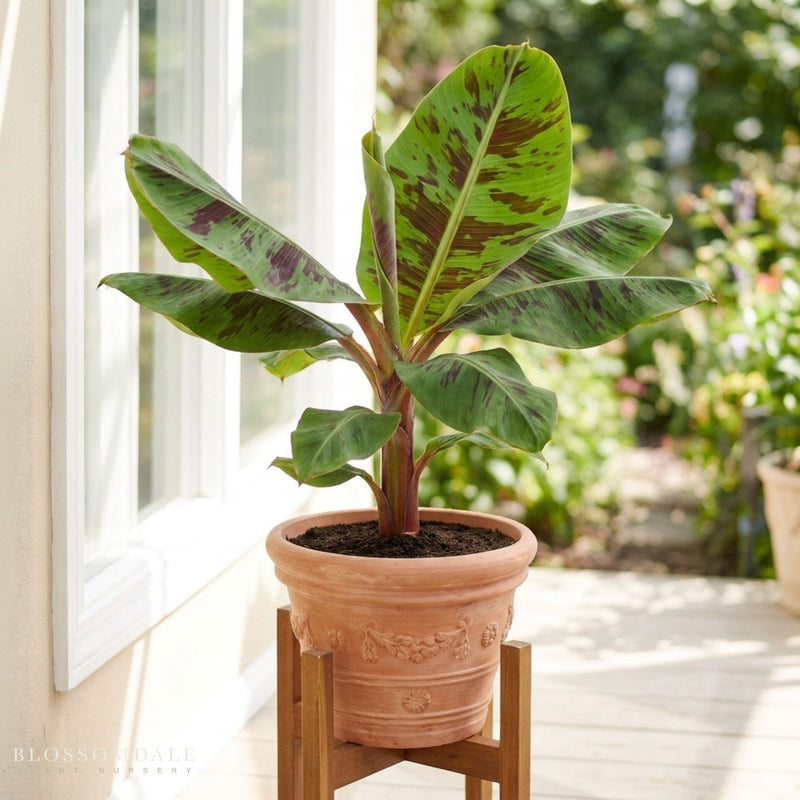 Musa 'Mona Lisa' Banana