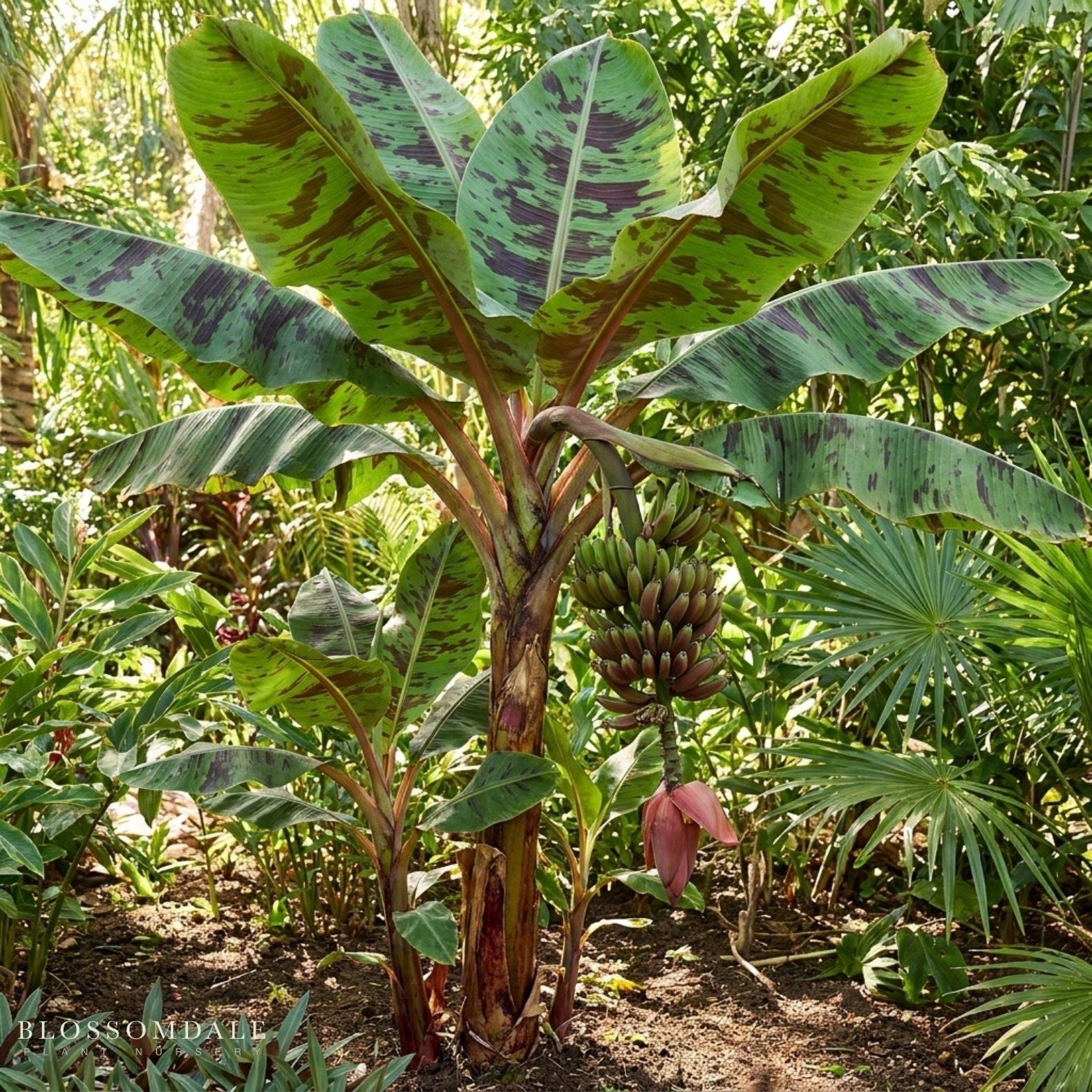 Musa 'Mona Lisa' Banana