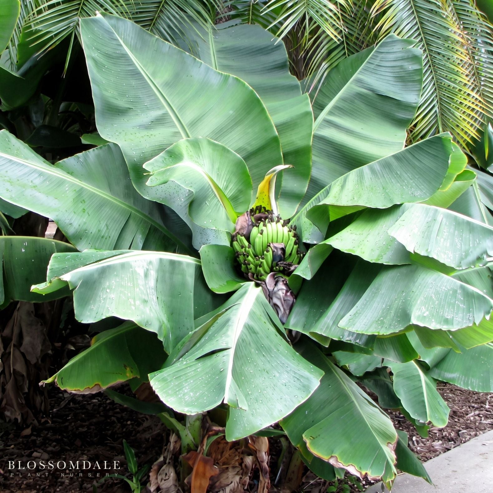 Musa 'Truly Tiny' Banana