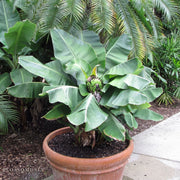 Musa 'Truly Tiny' Banana