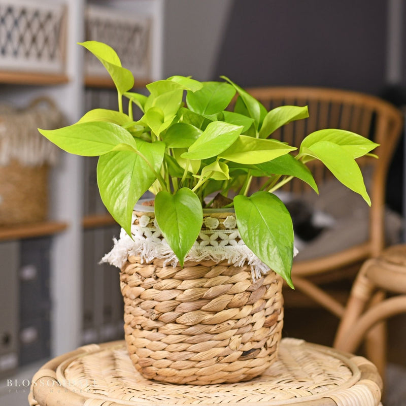 Pothos 'Neon'