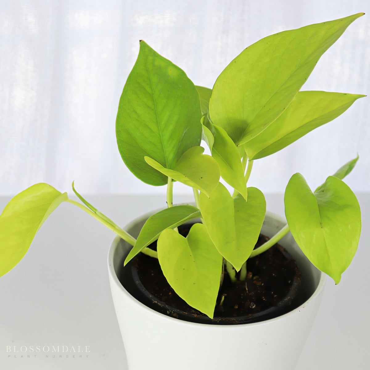 Pothos 'Neon'