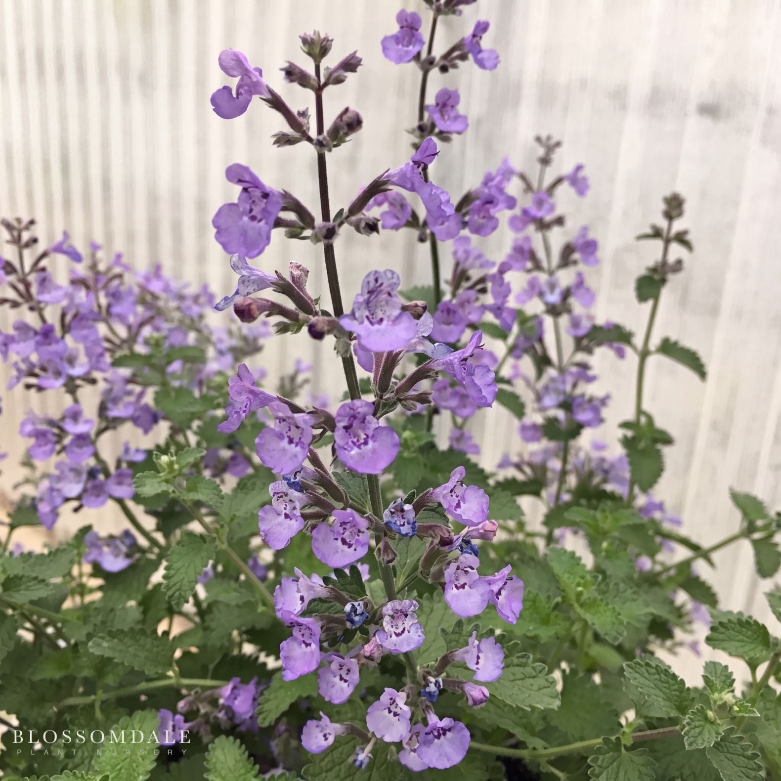 Nepeta 'Sylvester Blue Catmint'